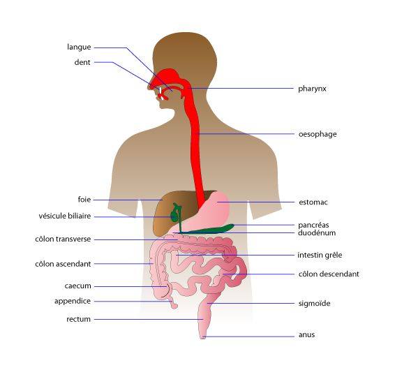 Les causes de la douleur épigastrique