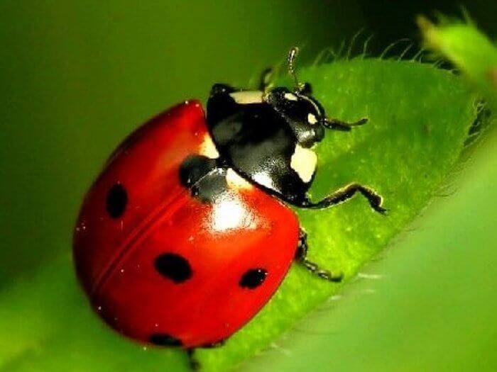 Phobie des insectes : comment s’en débarrasser ?