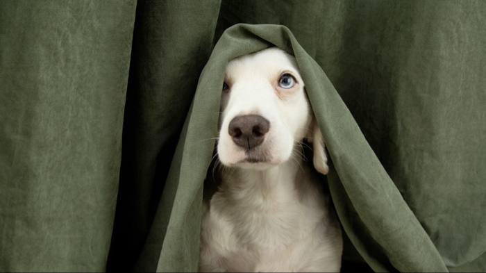 Peur des chiens : comment s’en débarrasser ?